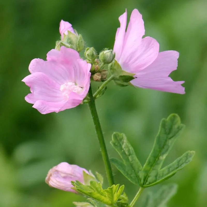 Black Musk Indian Attar