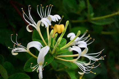 Honeysuckle Attar